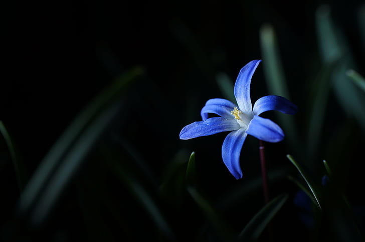 Glory of the snow flower closeup photography, Scilla, Flashlight, im, Glory of the snow, snow flower, closeup photography, Blumen, flowers, bloom, genuine, nature, flower, plant, petal, close-up, flower Head, beauty In Nature, orchid, freshness, HD wallpaper