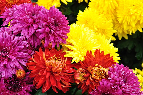 Chrysanthemen, Blumen, HD-Hintergrundbild HD wallpaper