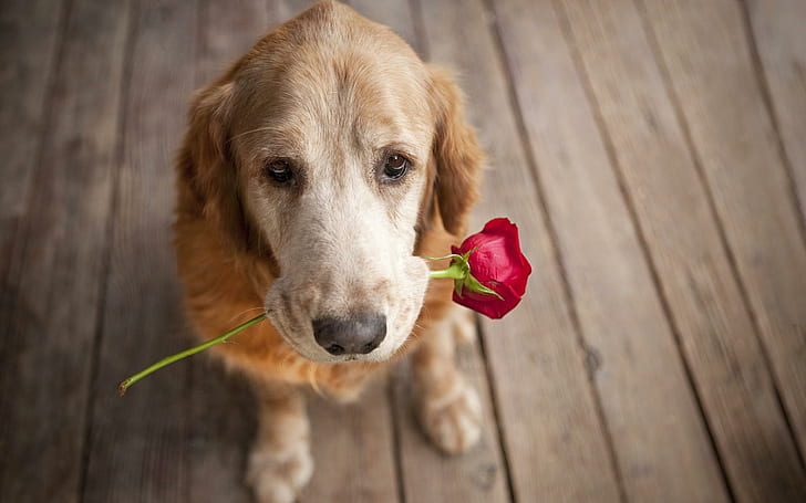 Hund trägt Rose Love Puppy Pet Widescreen-Auflösungen, Hunde, Tragen, Liebe, Welpe, Vorsätze, Rose, Widescreen, HD-Hintergrundbild