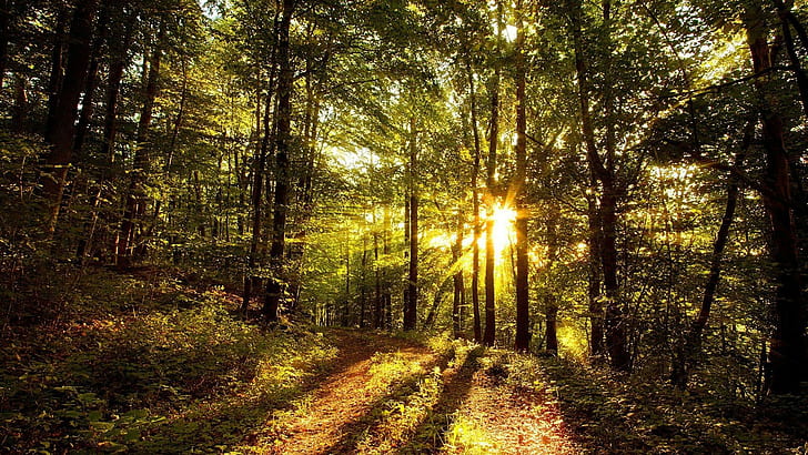 Nature, Trees, Forest, Grass, Sun Rays, Leaves, Path, nature, trees, forest, grass, sun rays, leaves, path, HD wallpaper