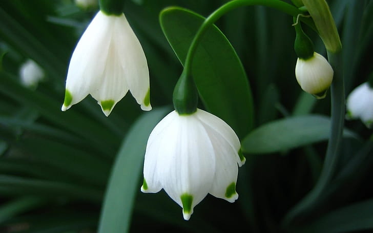 ดอกไม้ฤดูใบไม้ผลิดอกสโนว์ดรอปดอกไม้สีขาว 2 กลีบดอกสโนว์ดรอปดอกไม้ฤดูใบไม้ผลิ, วอลล์เปเปอร์ HD