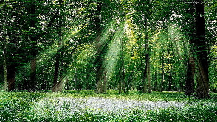 숲, 나무, 태양 광선, HD 배경 화면