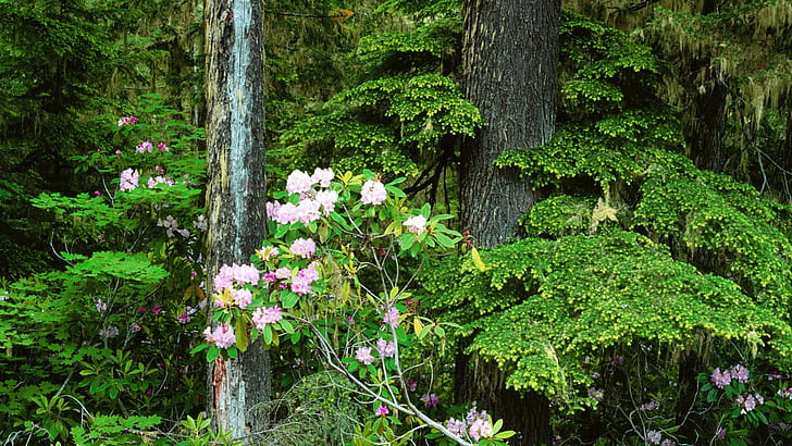 Rhododendron i skogen, rosa kronblad, blommor, 1920x1080, rododendron, HD tapet