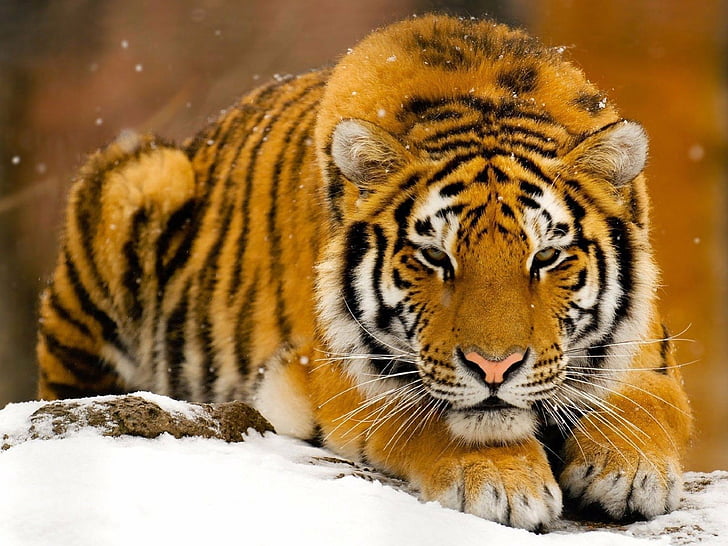 Кошки, Тигр, Животное, Большой Кот, Сибирский Тигр, Снег, Хищник (Животное), HD обои