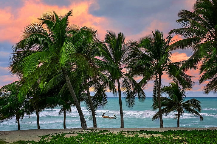 Karaiby, tropik, plaża, Kuba, morze, wyspa, pelikany, palmy, piasek, natura, krajobraz, Tapety HD