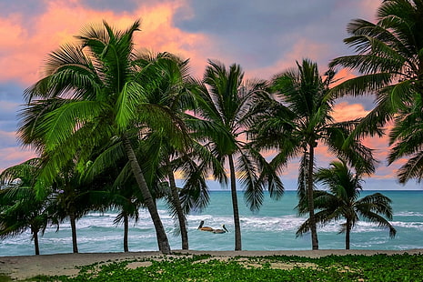 카리브해, 열대, 해변, 쿠바, 바다, 섬, 펠리컨, 야자수, 모래, 자연, 풍경, HD 배경 화면 HD wallpaper