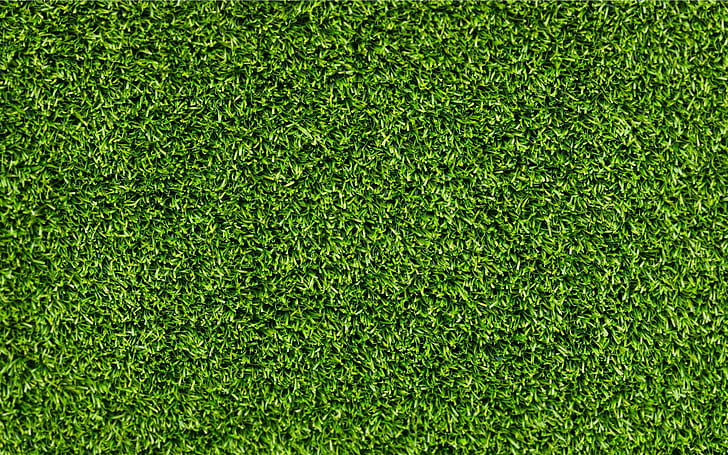 grass, HD wallpaper