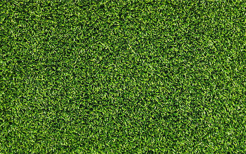 grass, HD wallpaper HD wallpaper