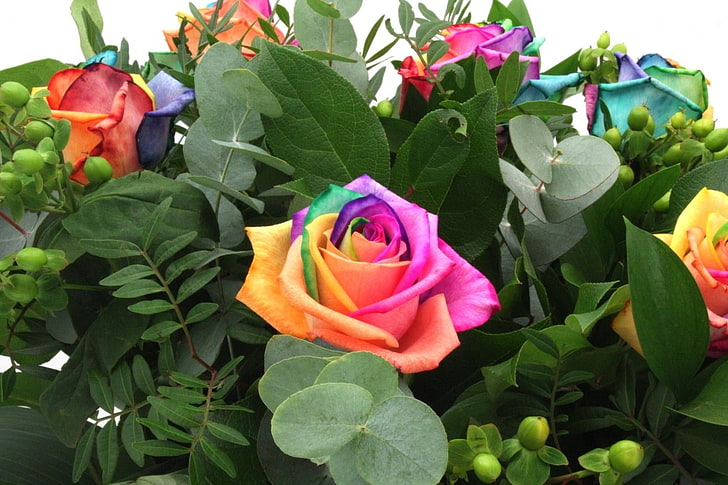 multicolored roses, roses, flowers, colorful, flower, green, HD wallpaper