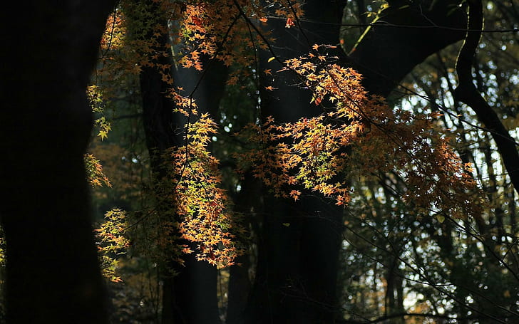 ظلال الغابات ، التصوير الفوتوغرافي ، الطبيعة ، الخريف ، الأوراق ، الخريف ، ثلاثي الأبعاد والتجريدي، خلفية HD