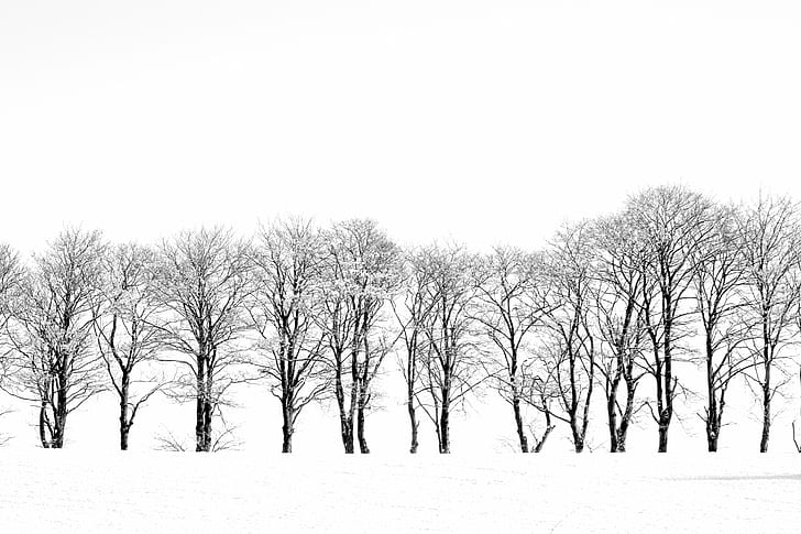 photography of leafless trees surrounded by snow, photography, winter  trees, snow  white, jæren, canon, outdoor, monochrome, blackandwhite, tree, winter, nature, snow, forest, season, white, outdoors, landscape, cold - Temperature, branch, frost, rural Scene, HD wallpaper