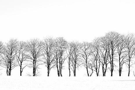 фотография безлистных деревьев, окруженных снегом, фотография, зимние деревья, белоснежный, юрен, канон, на улице, монохромный, черно-белый, дерево, зима, природа, снег, лес, сезон, белый, на улице, пейзаж, холод - температура, ветка,мороз, сельская сцена, HD обои HD wallpaper