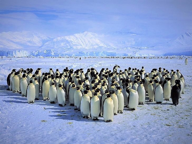 animal, antarctica, ice, king, mountain, penguin, snow, HD wallpaper
