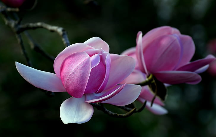 selektiv fokusering av rosa kamellablomma, magnolia, magnolia, magnolia. Campbellii, selektivt fokus, fotografi, rosa, kamelia, blomma, magnolia. Campbellii, Public Domain, Dedikation, CC0, foton, natur, rosa Färg, kronblad, växt, blommahuvud, skönhet i naturen, blad, närbild, HD tapet