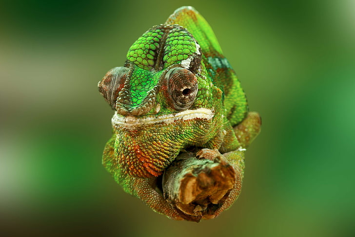 chamaeleonidae, chameleon, close up, colorful, colourful, green, lizard, reptile, HD wallpaper