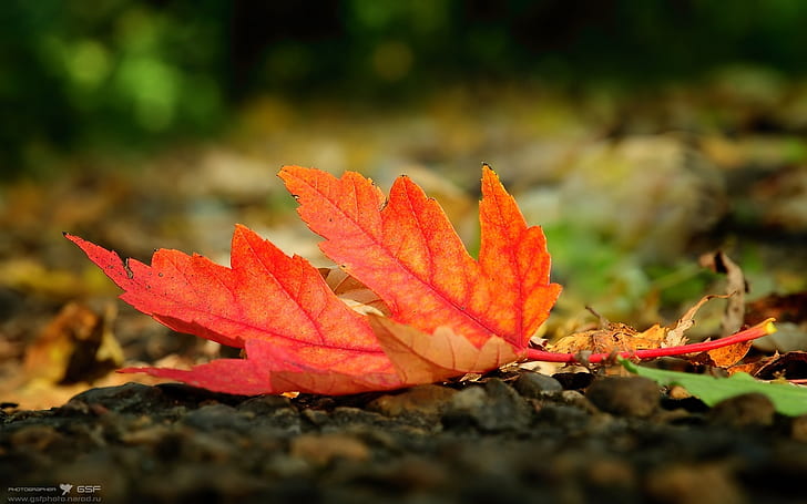 Fall of a leaf, Fall, Leaf, HD wallpaper