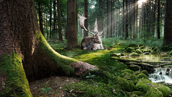 water, stones, forest, nature, trees, sun rays, moss, animals, Photoshop, deer, stream, HD wallpaper