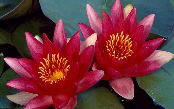 Hermosa flor de loto HD fondos de pantalla descarga gratuita |  Wallpaperbetter