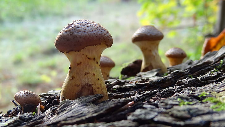 Autumn Mushrooms, forest, romantic, mushrooms, home screen, magic, makro, nature and landscapes, HD wallpaper