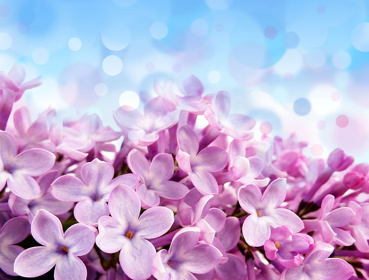 pink flowers, flowers, glare, background, blue, beautiful, purple, Pale red-violet flowers, HD wallpaper