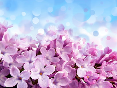 rosa blommor, blommor, bländning, bakgrund, blå, vackra, lila, blek röd-violetta blommor, HD tapet HD wallpaper