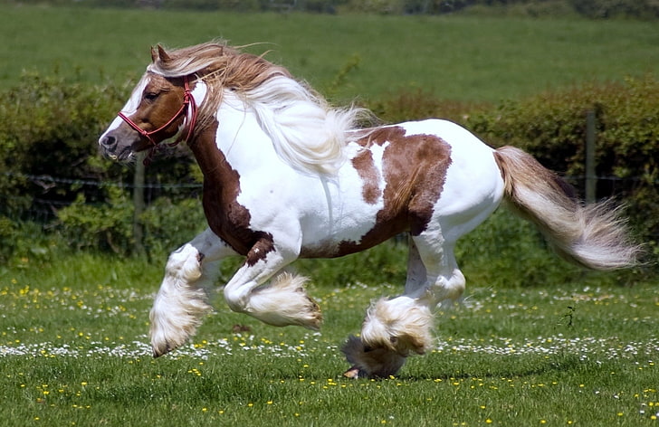 حصان أبيض وبني ، حصان ، عرق ، سباق خيول ، عشب ، بدة، خلفية HD