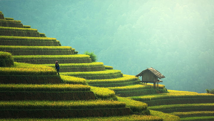 terraços de arroz, ásia, indonésia, bali, campo de arroz, colina, céu, área rural, montanhas, manhã, terraço, paisagem, grama, estação de colina, vegetação, terraços, campo, agricultura, agricultura, fazenda, HD papel de parede