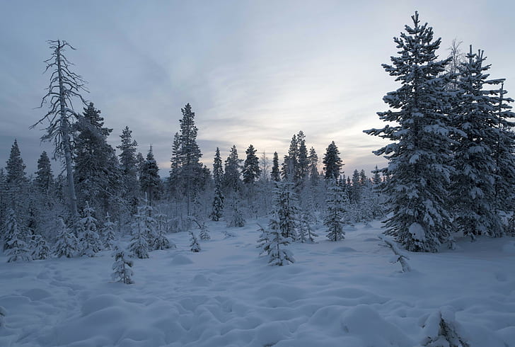 winter, forest, snow, trees, Finland, Lapland, HD wallpaper