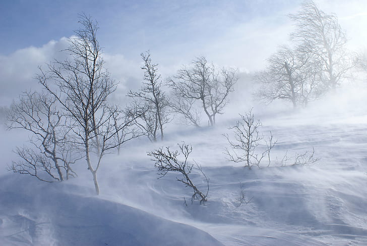 łyse drzewa na polu śniegu w ciągu dnia, wietrzny dzień, dzień 1, łysy, drzewa, pole śnieżne, dzień, Telemark, zima, zima, SOE, creative_commons, Norwegia, śnieg, natura, zimno - Temperatura, drzewo, mróz, biel, las pora roku, lód, na dworze, krajobraz, mróz, pogoda, Tapety HD