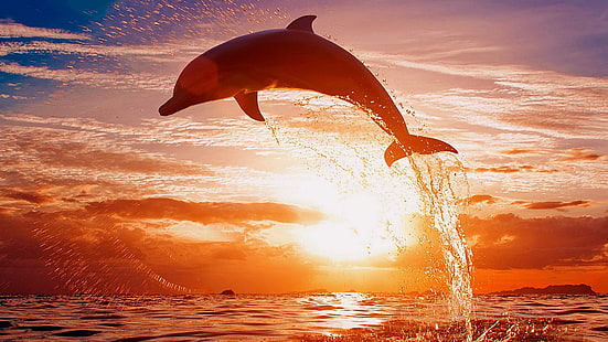 ausweichen, delphin, sonnenuntergang, himmel, tropfen, HD-Hintergrundbild HD wallpaper