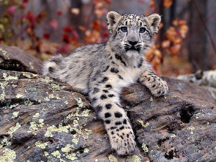 animaux, bébé, petits, léopards, nature, neige, Fond d'écran HD