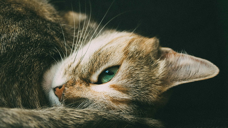katt, grönt öga, huskatt, polisonger, fauna, däggdjur, sömnig, näsa, öga, närbild, tabby katt, korthårig katt, HD tapet