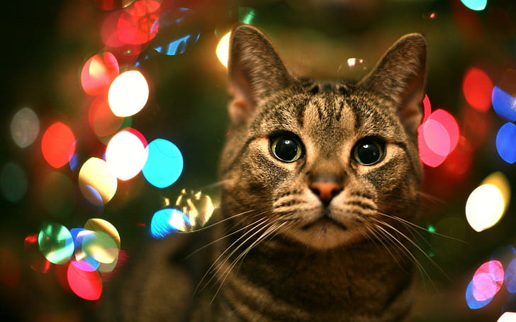 A Cats Eyes, lights, cats, kittens, colors, animals, HD wallpaper