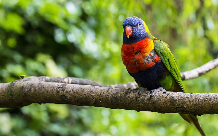 Multi lorikeet, bird, parrot, colorful, branch, tree, blue, red and green macaw, Multi, Lorikeet, Bird, Parrot, Colorful, Branch, Tree, HD wallpaper