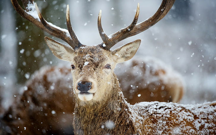 Deer on snow, adult deer, deer, horns, snow, s, animals, HD wallpaper