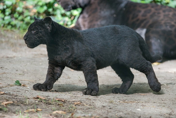 wild-cat-wildlife-panther-black-panther-baby-animals-cubs-wallpaper-preview.jpg