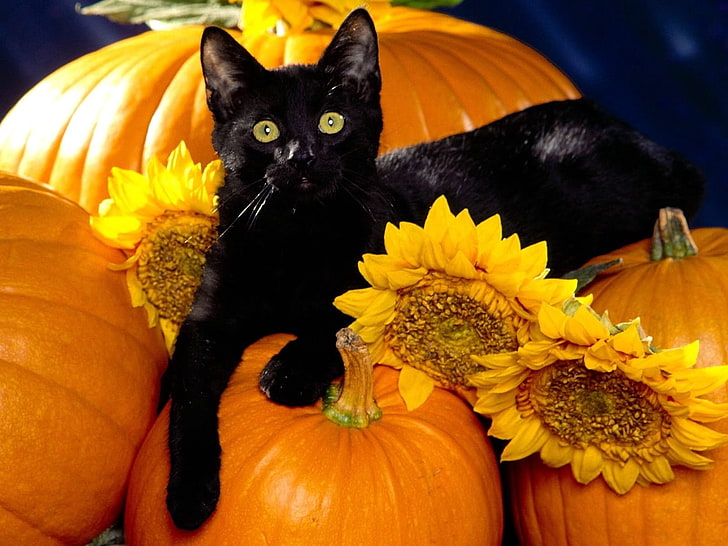 black Bombay cat, cat, black, pumpkin, sit, HD wallpaper