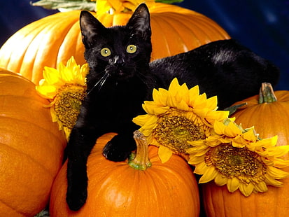 kucing Bombay hitam, kucing, hitam, labu, duduk, Wallpaper HD HD wallpaper