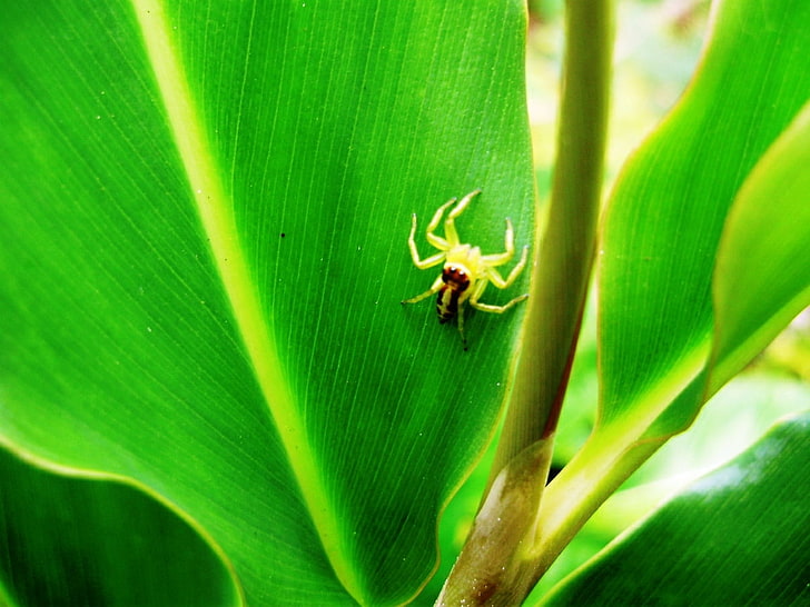 leaves papua yellow spider Animals Bugs HD Art , leaves, Yellow, papua, spider, HD wallpaper