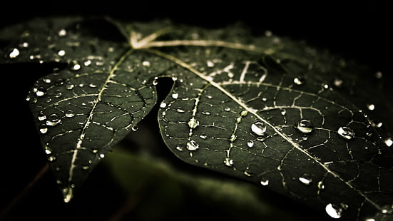 grünes Blatt mit Wassertau, Wassertropfen, Blätter, Natur, Makro, dunkel, HD-Hintergrundbild HD wallpaper