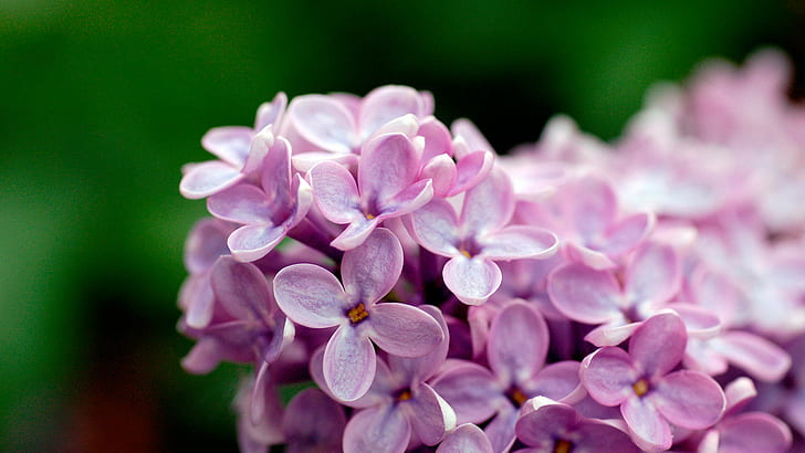 Light Purple Flowers 1080p, purple petaled flowers, light, flowers, purple, 1080p, HD wallpaper