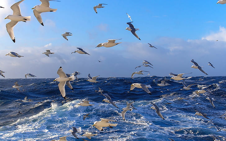 Много птици, чайки, синьо море, океан, вода, вълни, Много, Птици, Чайки, Синьо, Море, Океан, Вода, Вълни, HD тапет