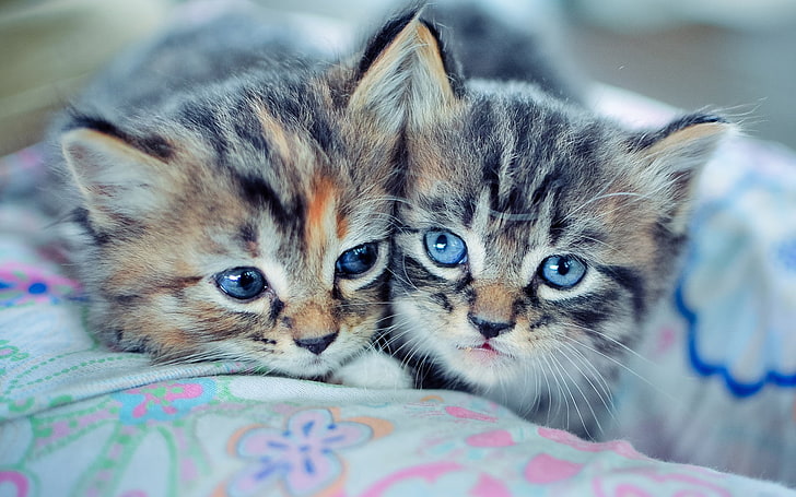 Tiere, Katze, blaue Augen, Tierbabys, HD-Hintergrundbild