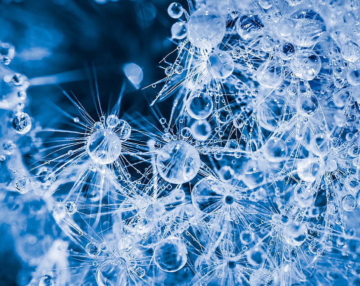 Dandelion Seeds and Dew Drops, water droplets, Elements, Water, Blue, Drops, Macro, Head, Dandelions, Prime, Seeds, nikon, dslr, d800, tokina, colorized, tokina100mmf28atxprod, 100mmf28, extensiontubes, HD wallpaper