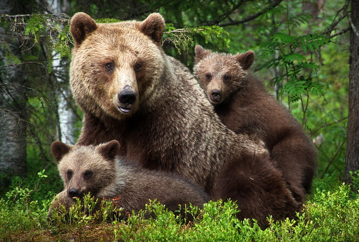 family, kids, bears, mom, bear, HD wallpaper