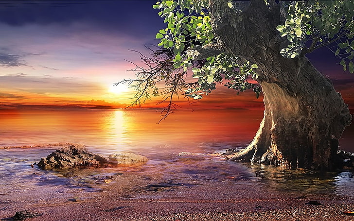 высокое дерево на берегу моря цифровые обои, природа, пейзаж, закат, пляж, деревья, море, небо, вода, красочные, HD обои