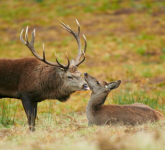 Buck licking and Doe, Red deer, Buck, licking, Doe  Deer, Bradgate, G W, W Jones, nature photography, nature  photography, G  W, W  Jones, united kingdom, Europe, natural, british  isles, british isles, life, living creatures, animal kingdom, Animals, european, world, mammals, wild, countryside, red, nature, reds, uk, Peter Jones, Leicestershire, living, wildlife, image, picture, amateur  photographer, Hirsch, jelen, hert, reh, cervo, hjort, biche, splendid, fantastic  Planet, Planet Earth, aire libre, outside, fresh air, outdoors, digital image, Our world, environment, fauna, day, daytime, photo, photos, history, habitat, west, western, spectacular, ultimate, capture, animal, deer, mammal, animals In The Wild, antler, stag, horned, HD wallpaper HD wallpaper