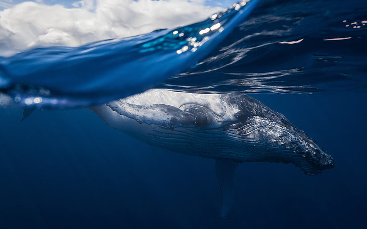 wieloryb, zwierzęta, morze, pod wodą, Tapety HD