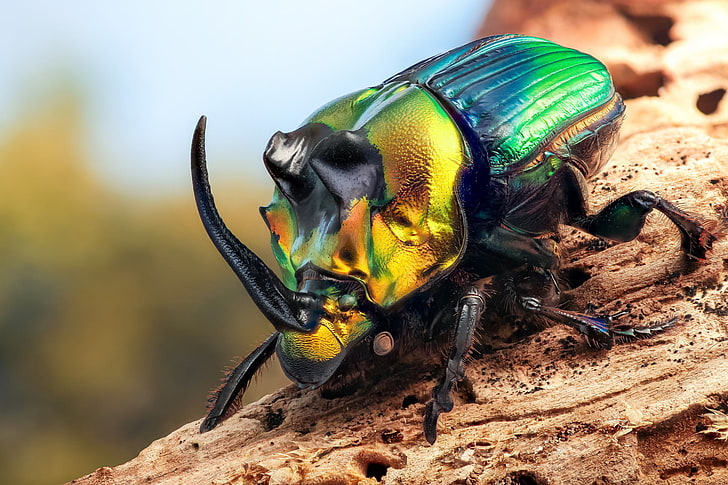 kumbang badak hijau dan kuning, makro, kumbang, serangga, kumbang badak, Wallpaper HD