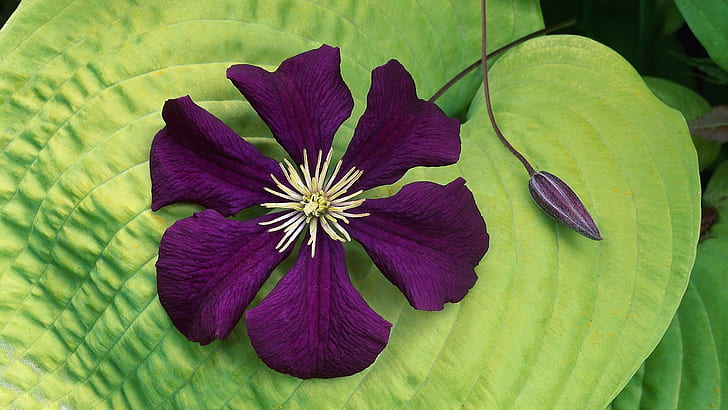 Purple flower on a leaf, purple and white flower, flowers, 1920x1080, leaf, blossom, HD wallpaper